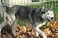 Piękna Luna S. w typie husky czeka na Ciebie,  ślą