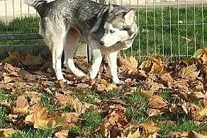 Piękna Luna S. w typie husky czeka na Ciebie,  ślą