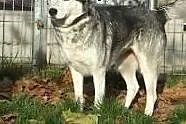 Piękna Luna S. w typie husky czeka na Ciebie,  ślą