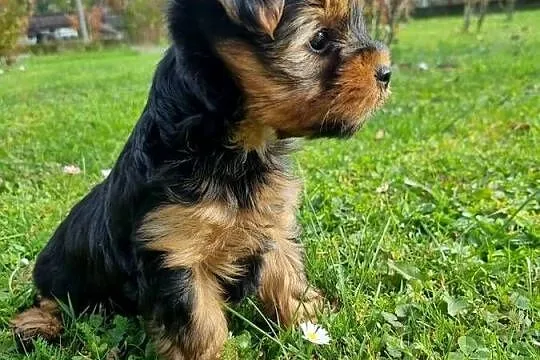 Suczka York, Podkarpackie, Klecie