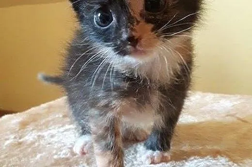 Śliczne kotki do adopcji,  mazowieckie Warszawa