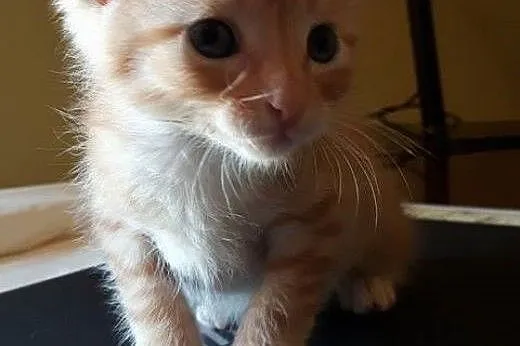 Śliczne kotki do adopcji,  mazowieckie Warszawa