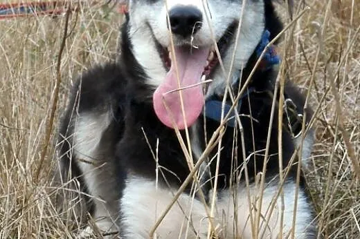 CARMEN- młoda i łagodna suczka mix husky do adopcji,  śląskie Katowice