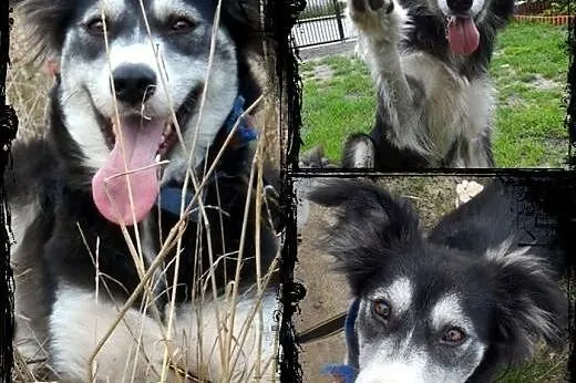 CARMEN- młoda i łagodna suczka mix husky do adopcj