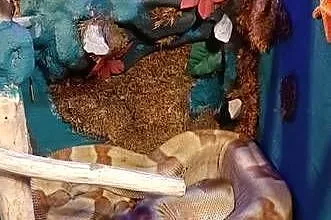 Boa constrictor salmon