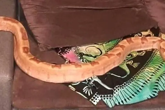 Boa constrictor salmon, Mazowieckie, Grodzisk Mazowiecki