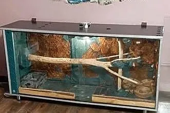 Boa constrictor salmon, Mazowieckie, Grodzisk Mazowiecki