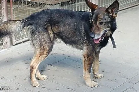 Delikatny, bezkonfliktowy i grzeczny Diego do poko
