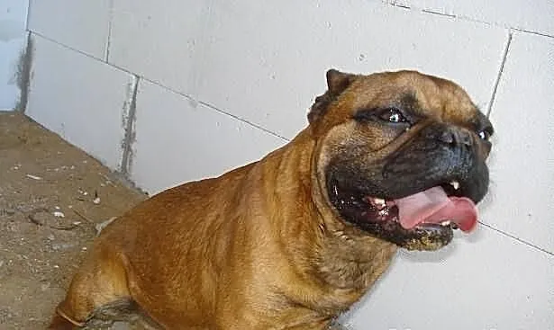 Czerwony Buldog Francuski Krycie
