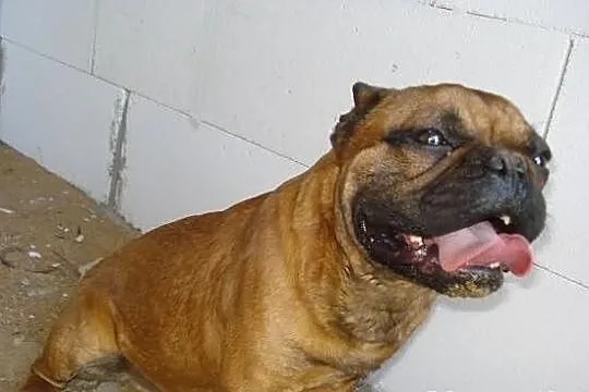 Czerwony Buldog Francuski Krycie