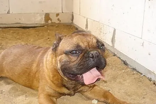 Czerwony Buldog Francuski Krycie