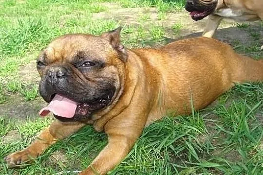 Czerwony Buldog Francuski Krycie
