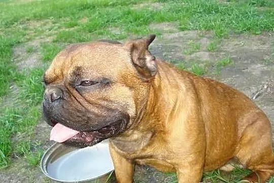 Czerwony Buldog Francuski Krycie