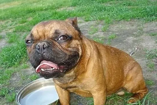 Czerwony Buldog Francuski Krycie