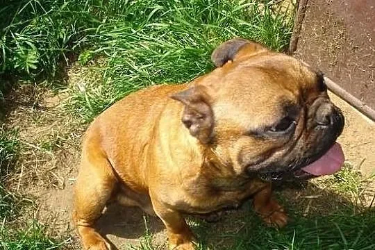 Czerwony Buldog Francuski Krycie