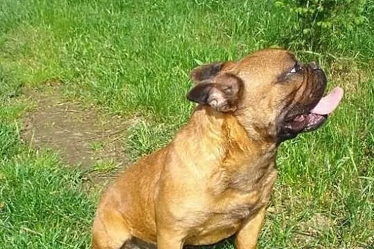Czerwony Buldog Francuski Krycie