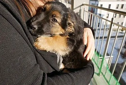 Misia - cud kruszyna, słodka psina - do adopcji,