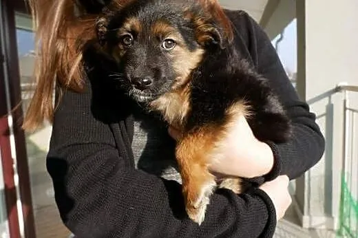 Misia - cud kruszyna, słodka psina - do adopcji,  
