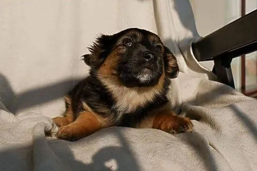 Misia - cud kruszyna, słodka psina - do adopcji,  