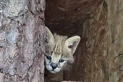 Serwal Afrykański cudowne kociaki, Łódzkie, Barkowice