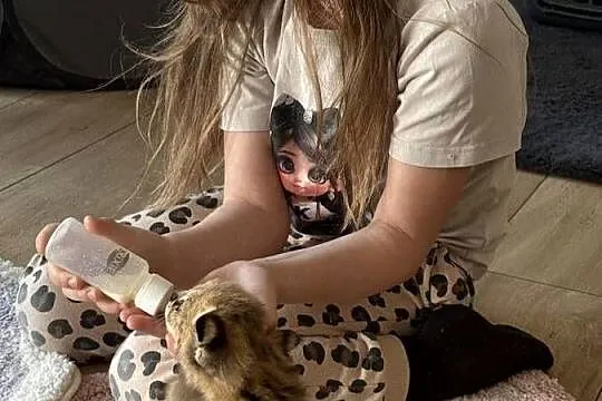 Serwal Afrykański cudowne kociaki, Łódzkie, Barkowice