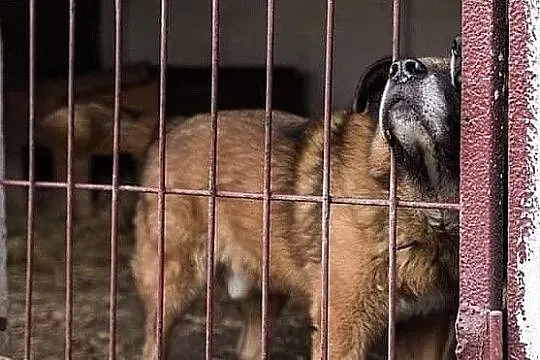 RUDY - piekny i madry , starszy pies ktory mial ki, Piaseczno