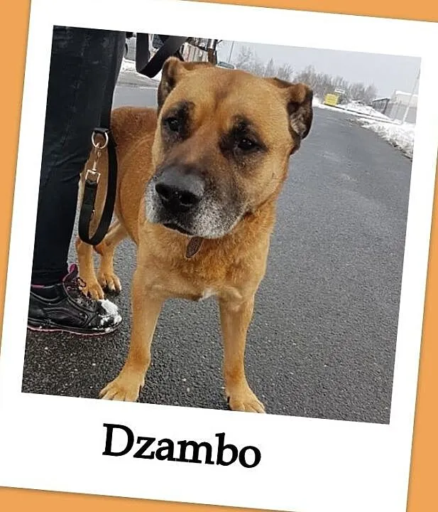 DŻAMBO,amstaff,8 lat,łagodny,grzeczny,zaszczepiony,duży pies.Adopcja., Wielkopolskie, Poznań