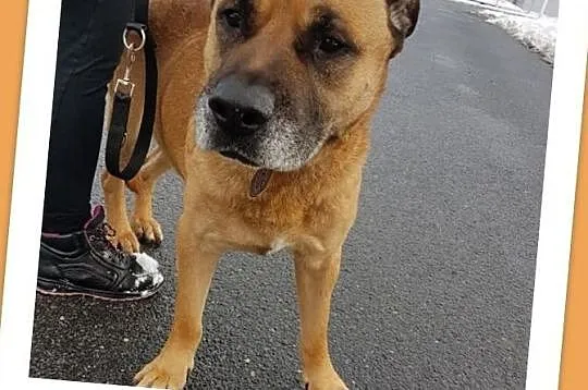 DŻAMBO,amstaff,8 lat,łagodny,grzeczny,zaszczepiony,duży pies.Adopcja., Wielkopolskie, Poznań