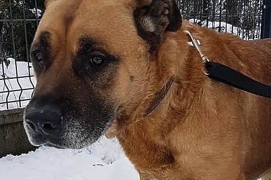 DŻAMBO,amstaff,8 lat,łagodny,grzeczny,zaszczepiony,duży pies.Adopcja., Wielkopolskie, Poznań