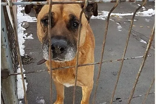 DŻAMBO,amstaff,8 lat,łagodny,grzeczny,zaszczepiony,duży pies.Adopcja., Wielkopolskie, Poznań