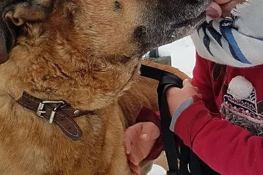 DŻAMBO,amstaff,8 lat,łagodny,grzeczny,zaszczepiony,duży pies.Adopcja., Wielkopolskie, Poznań