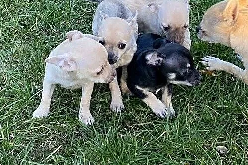 Witam sprzedam pieski rasy chihuahuana, Śląskie, Rzędkowice