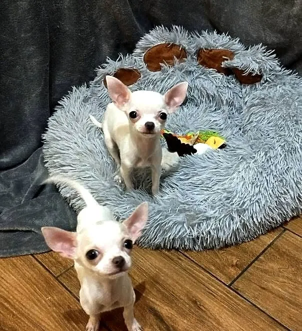 Chihuahua suczka, Śląskie, Czechowice-Dziedzice