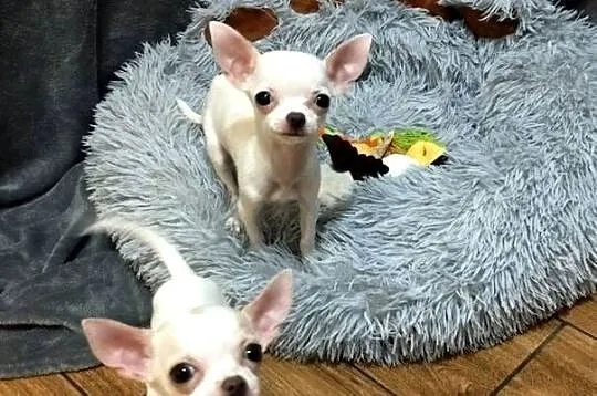 Chihuahua suczka, Śląskie, Czechowice-Dziedzice