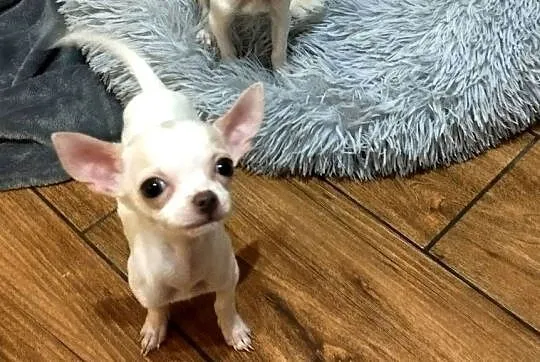 Chihuahua suczka, Śląskie, Czechowice-Dziedzice