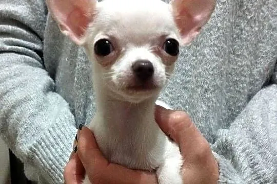 Chihuahua suczka, Śląskie, Czechowice-Dziedzice
