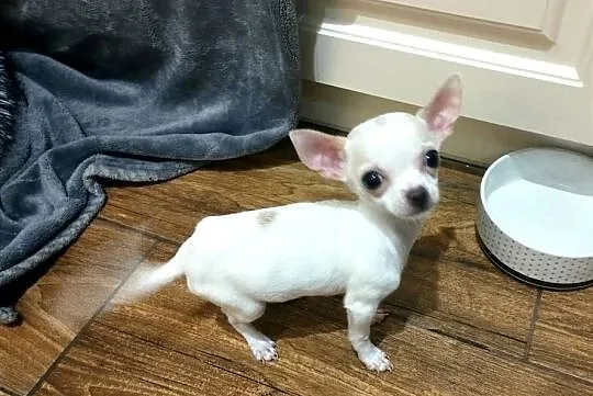 Chihuahua suczka, Śląskie, Czechowice-Dziedzice
