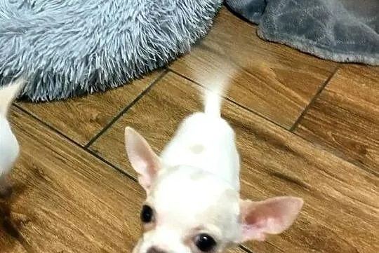 Chihuahua suczka, Śląskie, Czechowice-Dziedzice