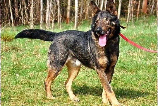 Bator - jednooki, wspaniały pies czeka na nowy dom