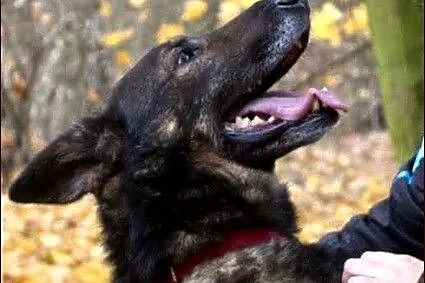 Bator - jednooki, wspaniały pies czeka na nowy dom