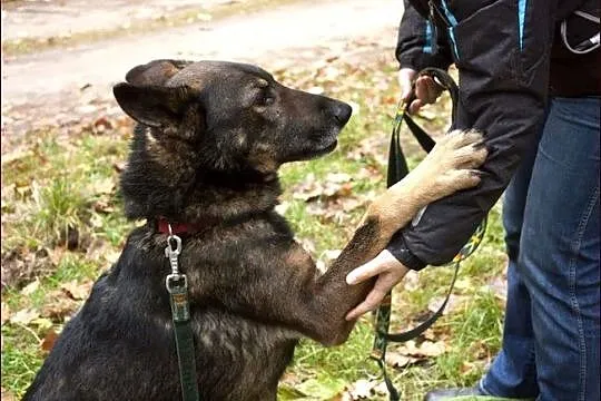 Bator - jednooki, wspaniały pies czeka na nowy dom
