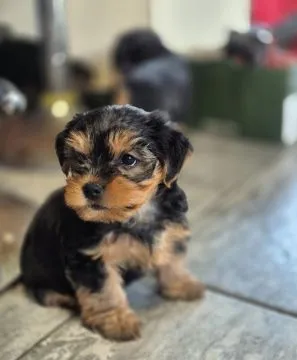 Urocze szczenięta rasy yorkshire terrier szukają nowego domu, , Wrocław