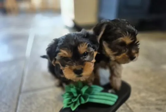 Urocze szczenięta rasy yorkshire terrier szukają nowego domu, , Wrocław