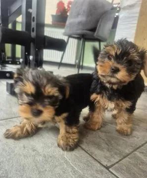 Urocze szczenięta rasy yorkshire terrier szukają nowego domu