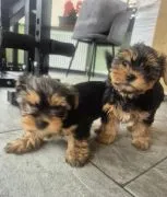 Urocze szczenięta rasy yorkshire terrier szukają nowego domu