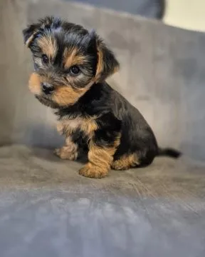 Urocze szczenięta rasy yorkshire terrier szukają nowego domu, , Wrocław