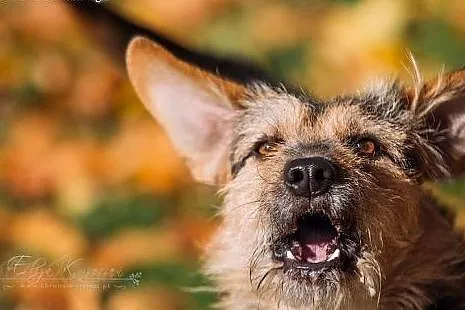 ANCYMON - młody i ENERGICZNY TERIER mix.....,,  łó