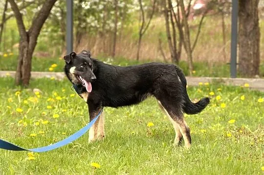 Pozostał jej tylko rok – Gaja szuka domu