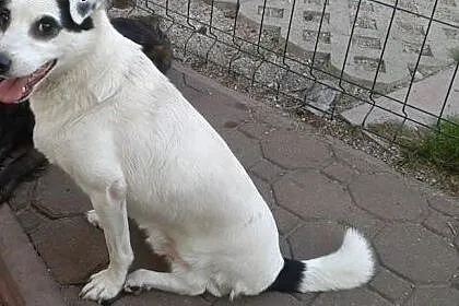 Irysek trójłapek,któremu dokucza samotność, a nie brak łapki,  Kundelki cała Polska