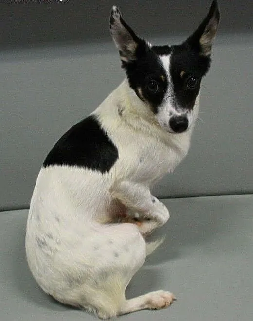 LORI - śliczna, 6 kg mikro sunia do adopcji, mazo